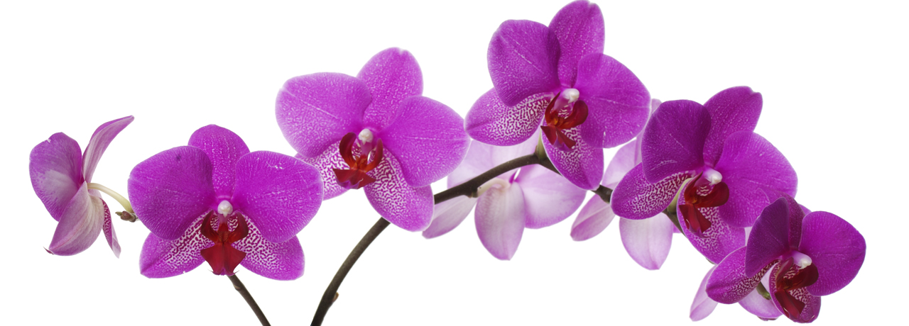 felicità: orchidea felicità: orchidea